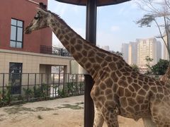 -灵玲国际马戏城