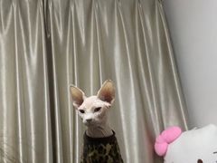 -纳吉亚猫专科动物医院博雅分院