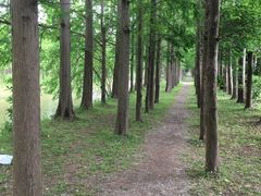 -上海长兴岛郊野公园