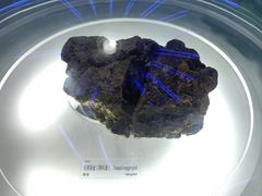 -中国地质博物馆