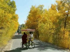 -金塔沙漠胡杨林景区