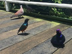 -新加坡飞禽公园