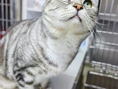 -纳吉亚猫专科动物医院·北北分院