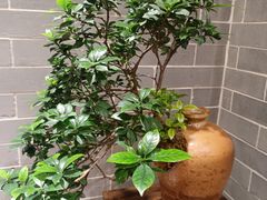 -龙悦湾酒家·八阵鱼生·渔人码头店