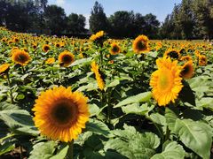 -长白岛森林公园