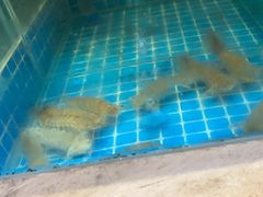 -妈妈菜舟山海鲜(定海古城店)
