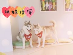 -Husky Go! 哈士奇体验馆·宠物咖啡厅狗咖