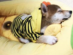 -逗柴咖啡屋·狗咖猫咖宠物桌游