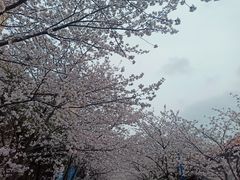 -高东镇樱花园