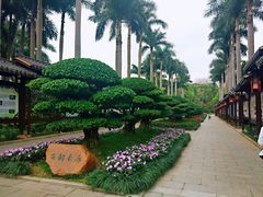-金花茶公园