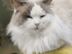 -猫在这儿猫咪咖啡馆·撸猫馆