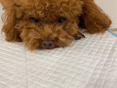 -佳雯宠物医院(四明中路分院)