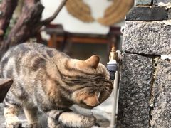 -喵屿·大理花园猫咖