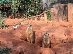 -昆明动物园