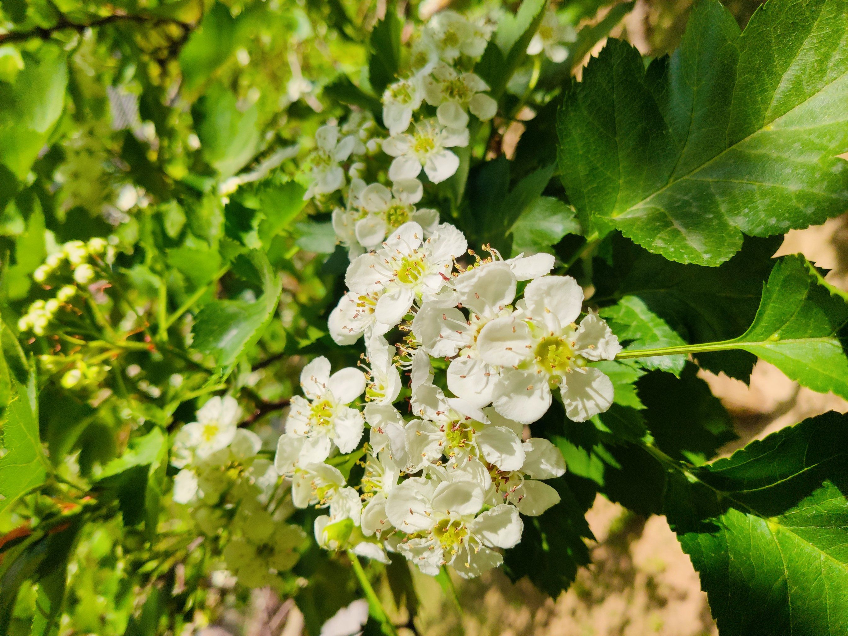 一朵朵娇羞的山楂花,开白色的花,结红色的果