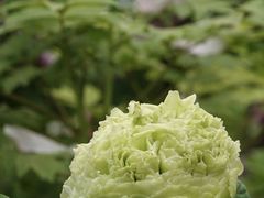 -洛阳市隋唐城遗址植物园
