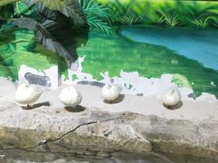 -海合安武汉极地海洋公园