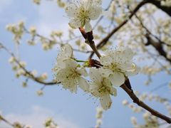 -国际非物质文化遗产博览园