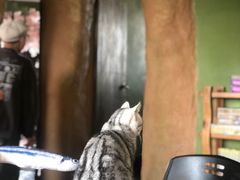-猫猫幼稚园·撸猫·桌游·电玩