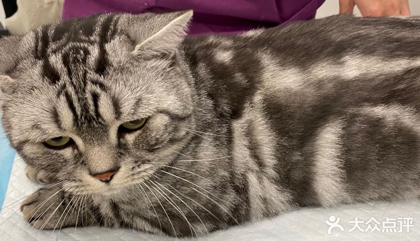 胖扑的打针日记