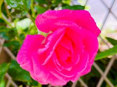 -春花秋色城市公园