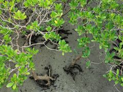 -北海金海湾红树林生态旅游区