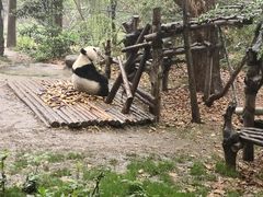 -成都大熊猫繁育研究基地