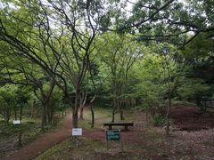 -汉拿树木园