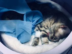 -纳吉亚猫专科动物医院博雅分院