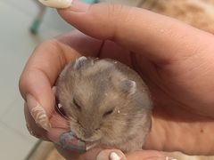 -怪兽屋·羊驼·猫咖·狗咖(俊华广场店)