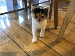 -Cappucimeow猫咪咖啡馆(韦伯时代店)