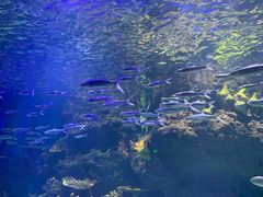 -华夏文旅海洋公园