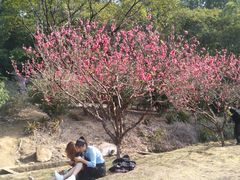 -南国桃园旅游度假区