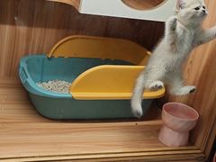 -钦宠·猫咪售卖·洗护·寄养(东圃旗舰店)