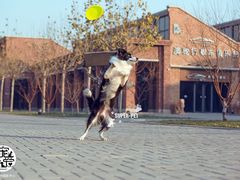 -超宠爱宠物摄影-Super pet