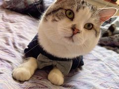 -宠爱国际动物医院· 猫科· 外科·中兽医(长白店)