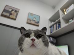 -伟伟宠物医院·瑞派猫友好医院·猫科(光谷店)