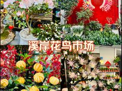 -溪岸路花鸟市场