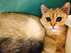 -飞行喵MR PILOT|猫舍·猫咖(静安大融城店)