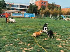 -趣玩宠物乐园寄养训犬训狗游泳池