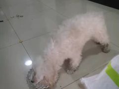 -瑞派宠物医院·中兽医专科(中央商城分院)