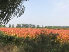 -黄河富景生态世界