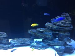 -中环花鸟鱼虫市场