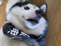 -Husky Go! 哈士奇体验馆·宠物咖啡厅狗咖