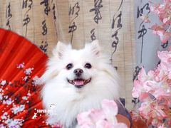 -超宠爱宠物摄影-Super pet