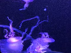 -成都浩海立方海洋公园