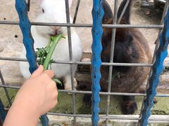 -上海滴水湖皇冠假日酒店