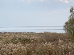 -合肥滨湖国家森林公园