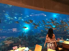 -海棠湾洲际-涛·海底餐厅·美人鱼·自助餐·海底隧道