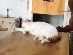 -平行世界·猫咖(首经贸店)